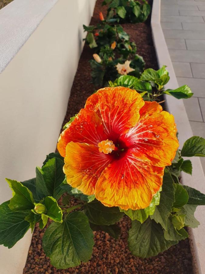 Villa La Casita La Matanza De Acentejo Dış mekan fotoğraf